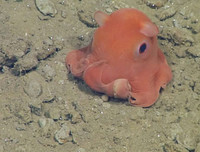 [ẢNH] Những loài bạch tuộc kỳ lạ dưới đáy đại dương