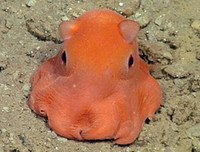 [ẢNH] Những loài bạch tuộc kỳ lạ dưới đáy đại dương