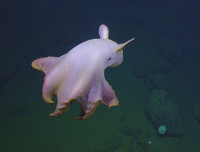 [ẢNH] Những loài bạch tuộc kỳ lạ dưới đáy đại dương