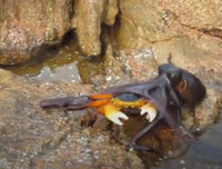 [ẢNH] Những loài bạch tuộc kỳ lạ dưới đáy đại dương