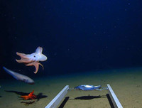 [ẢNH] Những loài bạch tuộc kỳ lạ dưới đáy đại dương