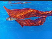 [ẢNH] Những loài bạch tuộc kỳ lạ dưới đáy đại dương