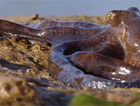 [ẢNH] Những loài bạch tuộc kỳ lạ dưới đáy đại dương