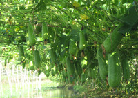 [ẢNH] Những loại thực phẩm giúp giảm lượng axit trong dạ dày