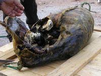 [ẢNH] Rợn người với 9 món ăn 