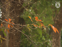 [ẢNH] Lãng mạn Hà Nội mùa cây thay lá