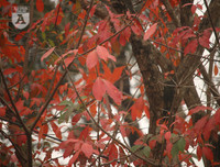 [ẢNH] Lãng mạn Hà Nội mùa cây thay lá