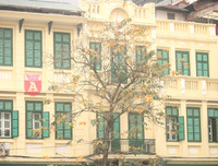 [ẢNH] Lãng mạn Hà Nội mùa cây thay lá