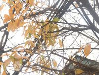 [ẢNH] Lãng mạn Hà Nội mùa cây thay lá