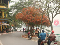[ẢNH] Lãng mạn Hà Nội mùa cây thay lá