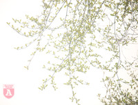 [ẢNH] Lãng mạn Hà Nội mùa cây thay lá