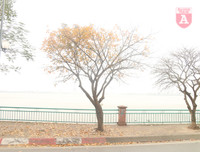 [ẢNH] Lãng mạn Hà Nội mùa cây thay lá