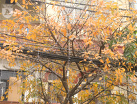 [ẢNH] Lãng mạn Hà Nội mùa cây thay lá