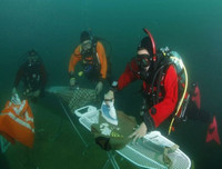 [ẢNH] Top 10 cuộc thi kỳ quặc và hài hước nhất thế giới