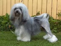 [ẢNH] Top 10 giống chó 