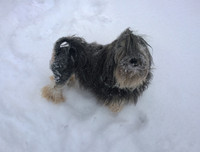 [ẢNH] Top 10 giống chó 