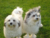 [ẢNH] Top 10 giống chó 