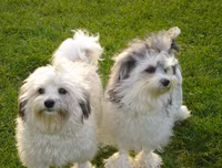 [ẢNH] Top 10 giống chó 