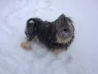 [ẢNH] Top 10 giống chó 