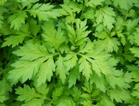 [ẢNH] 3 loại rau quả có vị đắng nhưng cực tốt cho sức khỏe