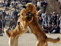 Ngoài chọi trâu, trên thế giới còn những môn thi đấu kỳ dị nào dành cho động vật?