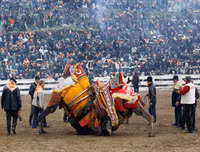 Ngoài chọi trâu, trên thế giới còn những môn thi đấu kỳ dị nào dành cho động vật?