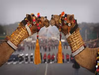 Ngoài chọi trâu, trên thế giới còn những môn thi đấu kỳ dị nào dành cho động vật?