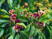 [ẢNH] Top 6 loại gia vị 