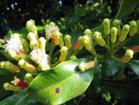 [ẢNH] Top 6 loại gia vị 