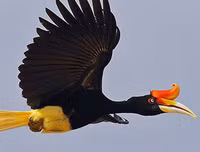 [ẢNH] Top 3 loài động vật nổi tiếng chung thủy với bạn tình