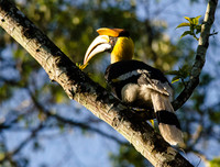 [ẢNH] Top 3 loài động vật nổi tiếng chung thủy với bạn tình