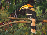 [ẢNH] Top 3 loài động vật nổi tiếng chung thủy với bạn tình