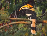 [ẢNH] Top 3 loài động vật nổi tiếng chung thủy với bạn tình