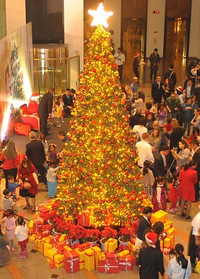 [ẢNH] Việt Nam cũng sở hữu những cây thông độc lạ 