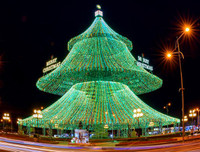 [ẢNH] Việt Nam cũng sở hữu những cây thông độc lạ 