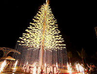 [ẢNH] Việt Nam cũng sở hữu những cây thông độc lạ 