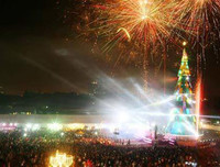 [ẢNH] Việt Nam cũng sở hữu những cây thông độc lạ 