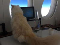 [ẢNH] Giật mình trước tài sản kếch xù của những thú cưng giàu nhất thế giới