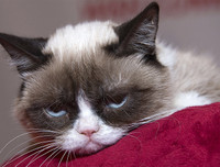 [ẢNH] Giật mình trước tài sản kếch xù của những thú cưng giàu nhất thế giới