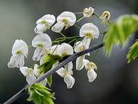 [ẢNH] Hà Nội đẹp đến nao lòng trong sắc trắng hoa sưa