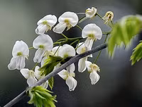 [ẢNH] Hà Nội đẹp đến nao lòng trong sắc trắng hoa sưa