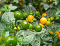 [ẢNH] Top 6 loại gia vị 