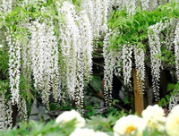 [ẢNH] Chiêm ngưỡng những loại cây 