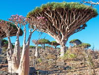 [ẢNH] Chiêm ngưỡng những loại cây 