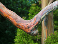 [ẢNH] Chiêm ngưỡng những loại cây 