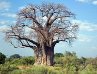 [ẢNH] Chiêm ngưỡng những loại cây 