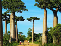 [ẢNH] Chiêm ngưỡng những loại cây 