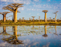 [ẢNH] Chiêm ngưỡng những loại cây 