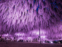 [ẢNH] Chiêm ngưỡng những loại cây 