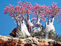 [ẢNH] Chiêm ngưỡng những loại cây 